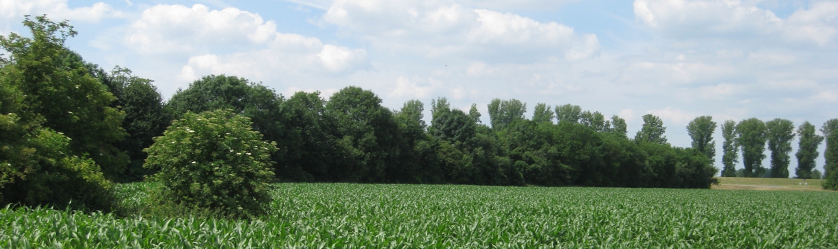 Mühlenbach und Kringsgraben